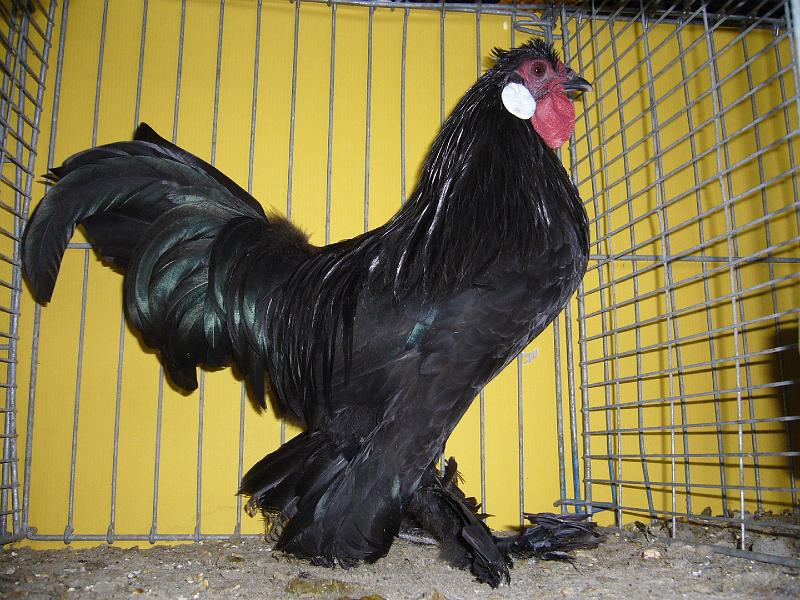 Hannover 2008 094.jpg - Zwerg Breda schwarz von Thomas Ruth Preis sg 94 Z